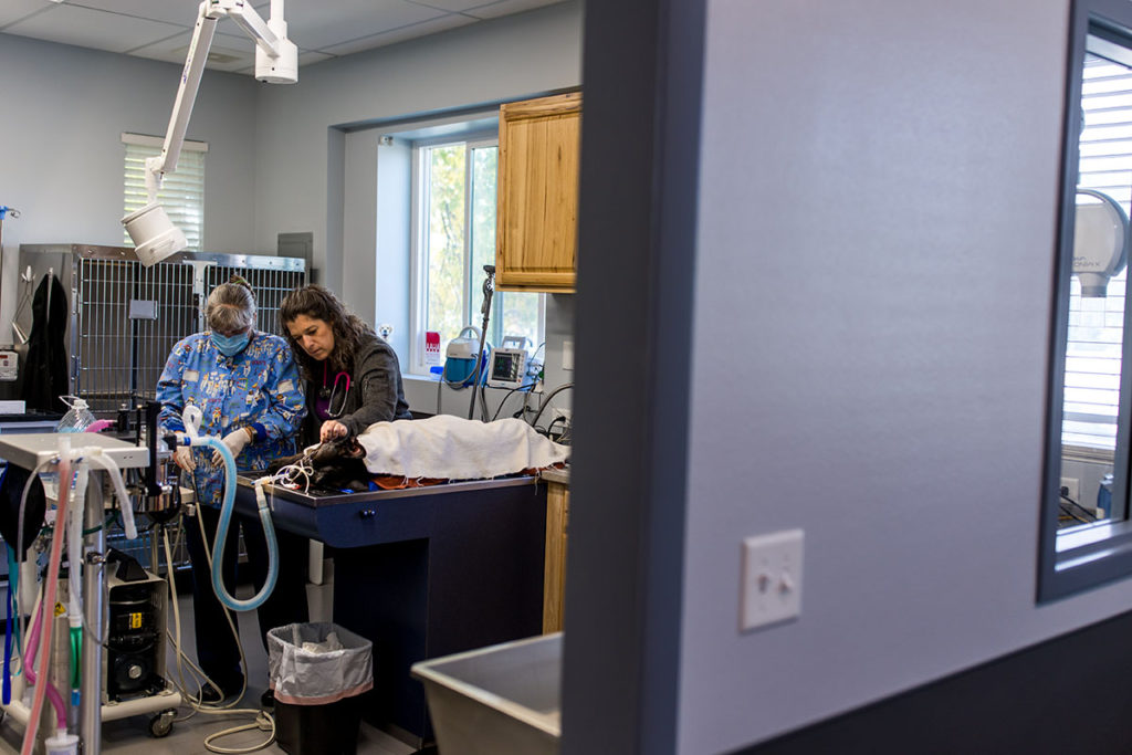 Home — Cottonwood Veterinary Clinic Cheyenne Wyoming